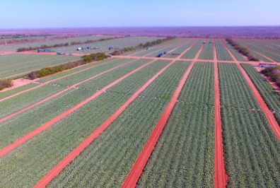 Triad Export works alongside a carefully selected network of growers and exporters across the Americas, sourcing high-quality produce from key agricultural regions with proven reliability and scale.