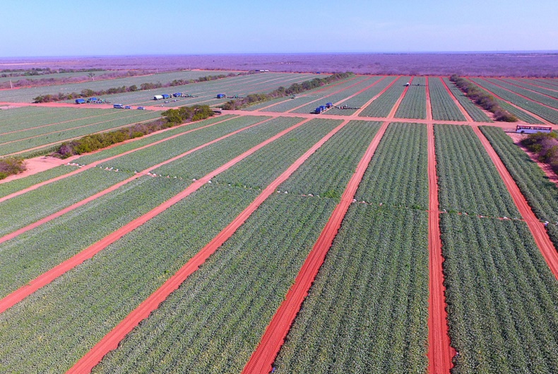 Large-scale fruit production farm in Latin America supplying fresh produce for export to international markets and global buyers.
