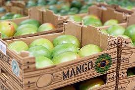Fresh mango supply prepared for export from Latin America to international buyers and global fruit markets.