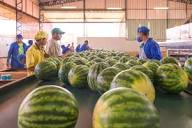 Fresh watermelon processing and preparation for export from Latin America to international buyers and global markets.